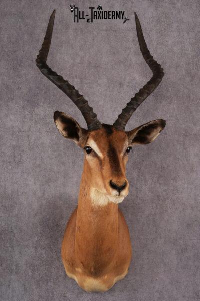 African Impala taxidermy mount SKU 2548