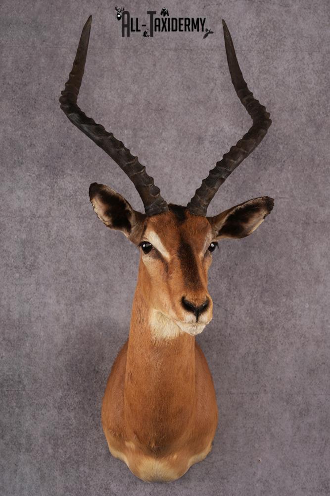 African Impala taxidermy mount SKU 2548