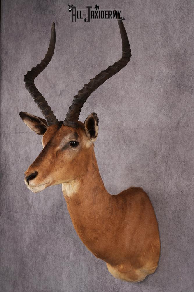 African Impala taxidermy mount SKU 2548 - Image 8