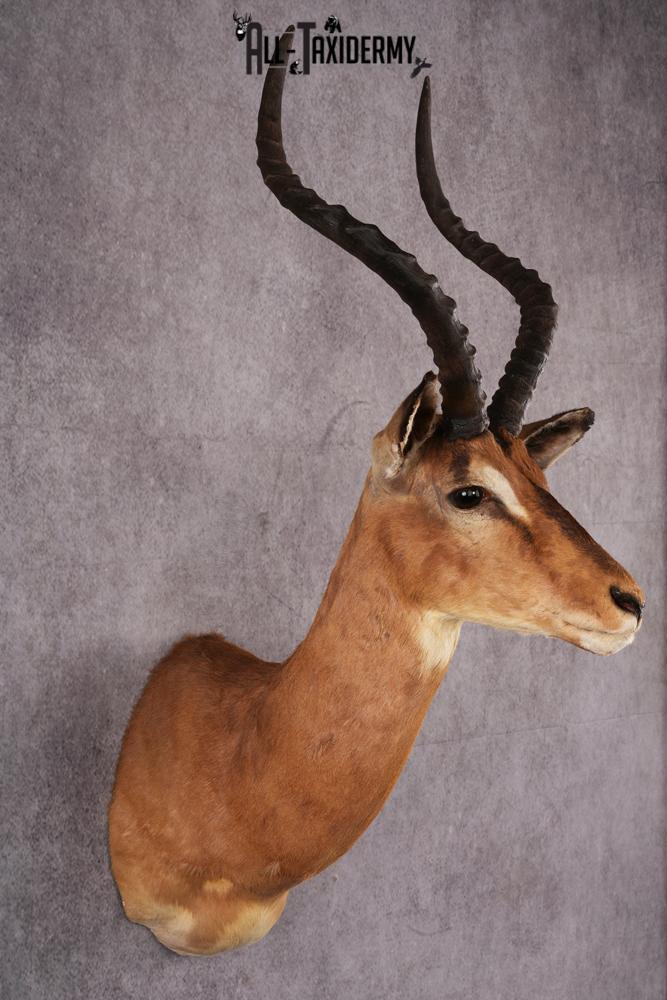 African Impala taxidermy mount SKU 2548 - Image 7