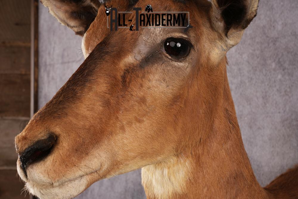 African Impala taxidermy mount SKU 2548 - Image 5