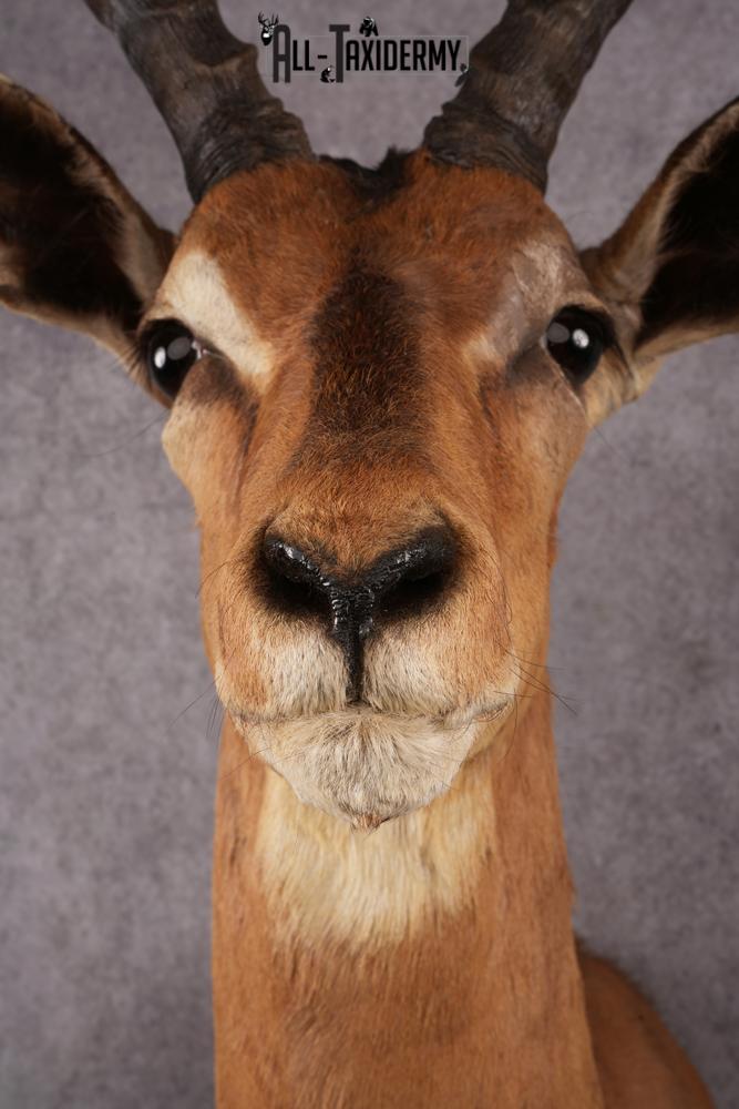 African Impala taxidermy mount SKU 2548 - Image 4