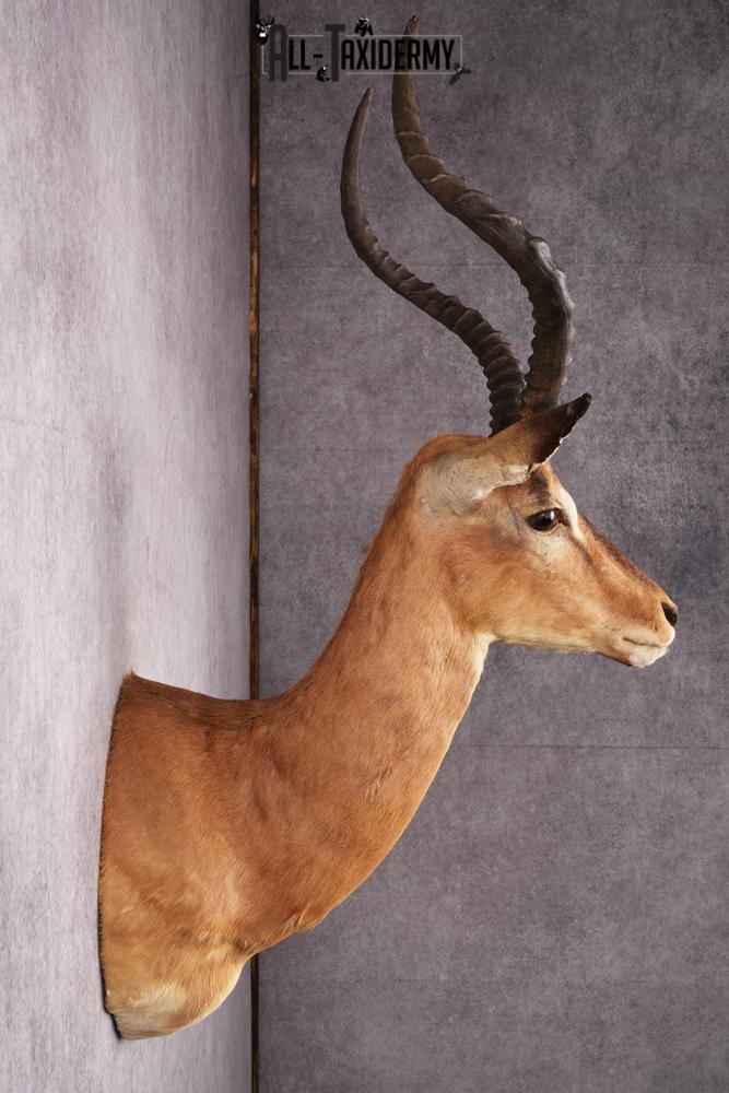 African Impala taxidermy mount SKU 2548 - Image 3