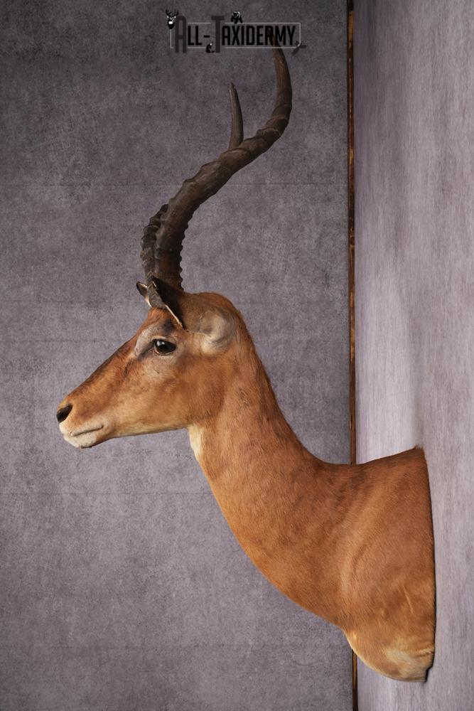 African Impala taxidermy mount SKU 2548 - Image 2