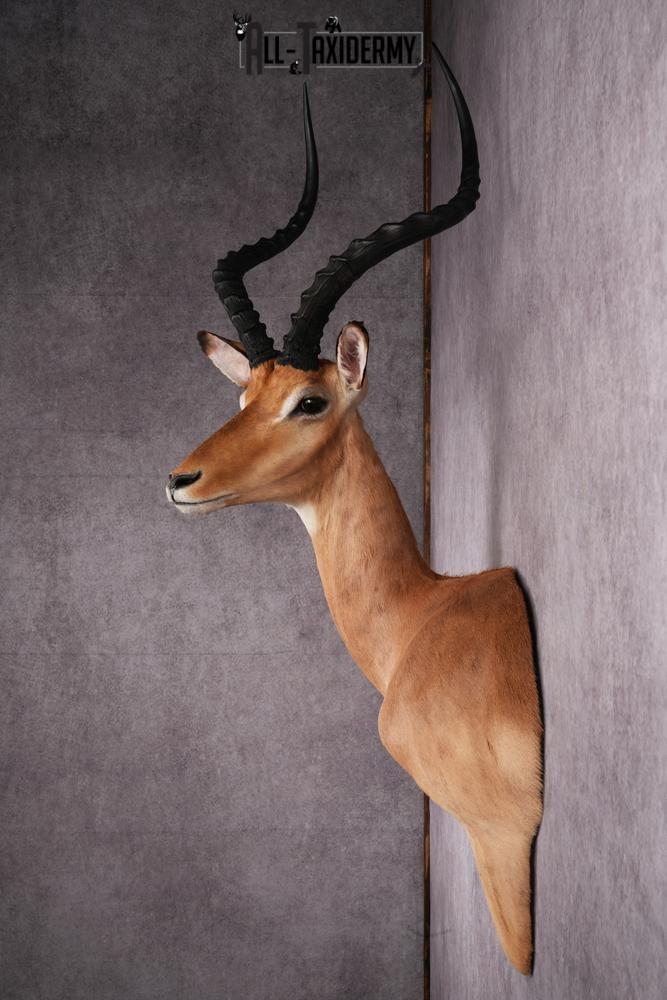 1/3 body African Impala taxidermy mount SKU 2549 - Image 8