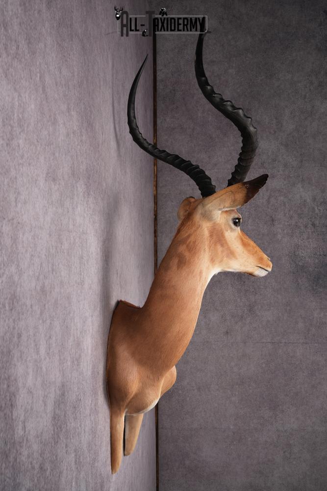 1/3 body African Impala taxidermy mount SKU 2549 - Image 7