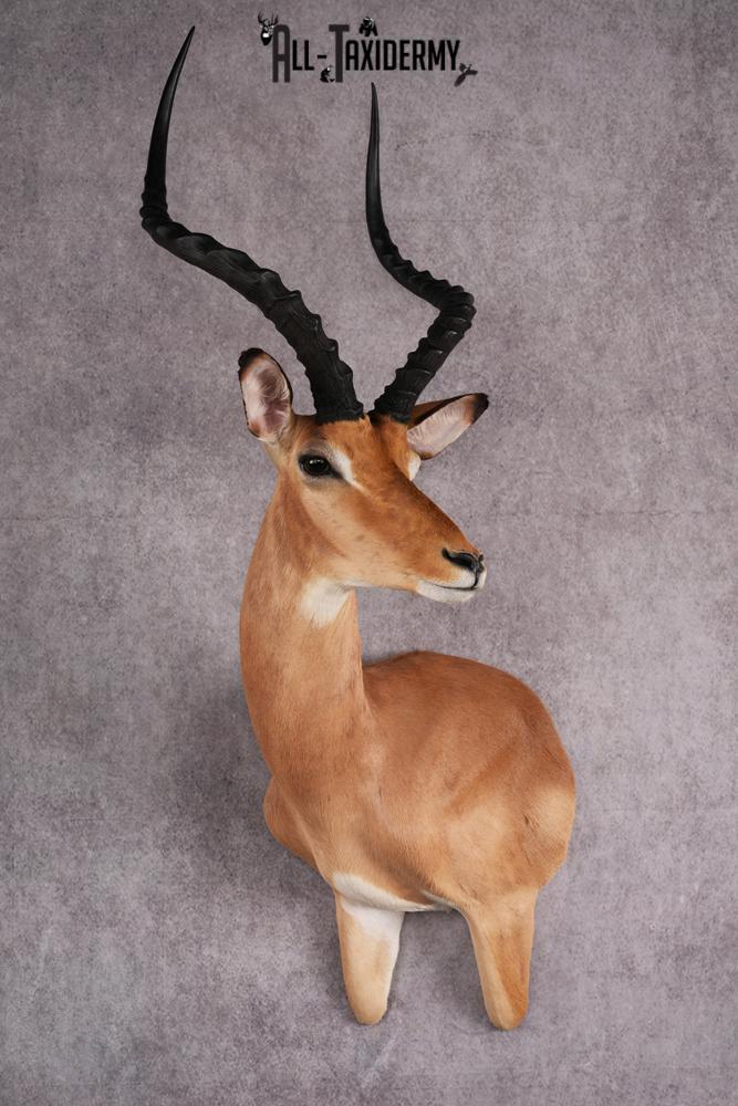 1/3 body African Impala taxidermy mount SKU 2549