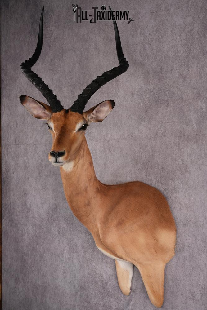 1/3 body African Impala taxidermy mount SKU 2549 - Image 6