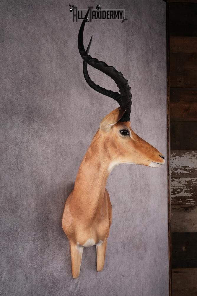 1/3 body African Impala taxidermy mount SKU 2549 - Image 5