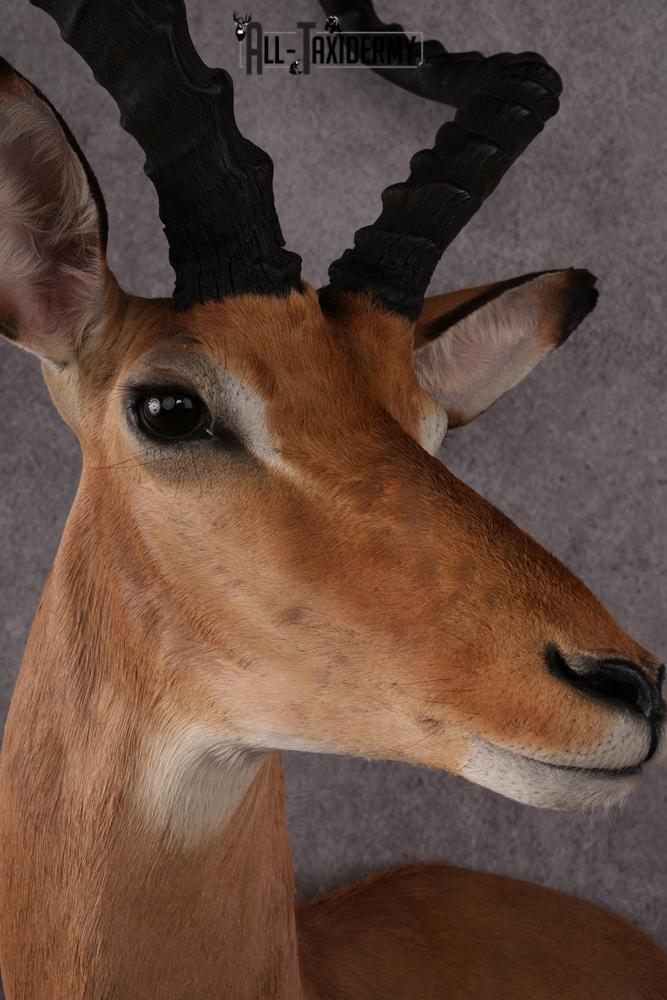 1/3 body African Impala taxidermy mount SKU 2549 - Image 4