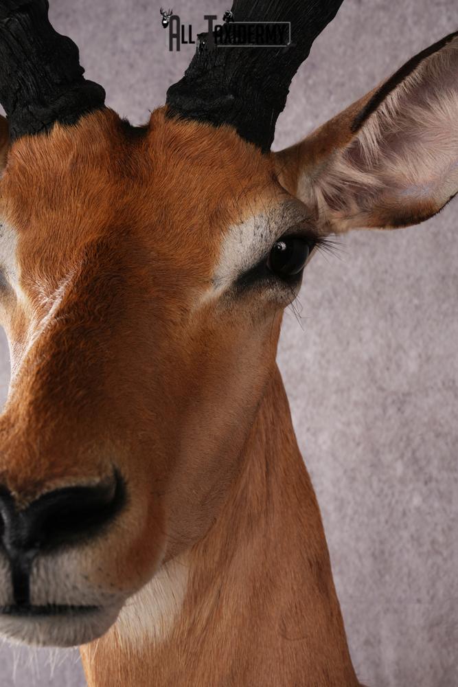 1/3 body African Impala taxidermy mount SKU 2549 - Image 3