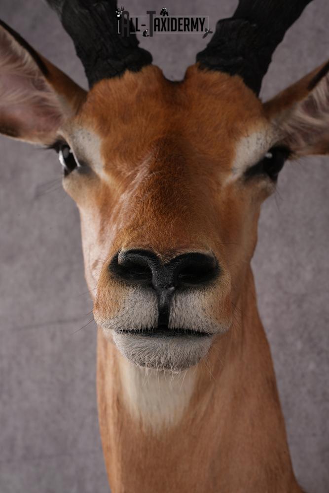 1/3 body African Impala taxidermy mount SKU 2549 - Image 2