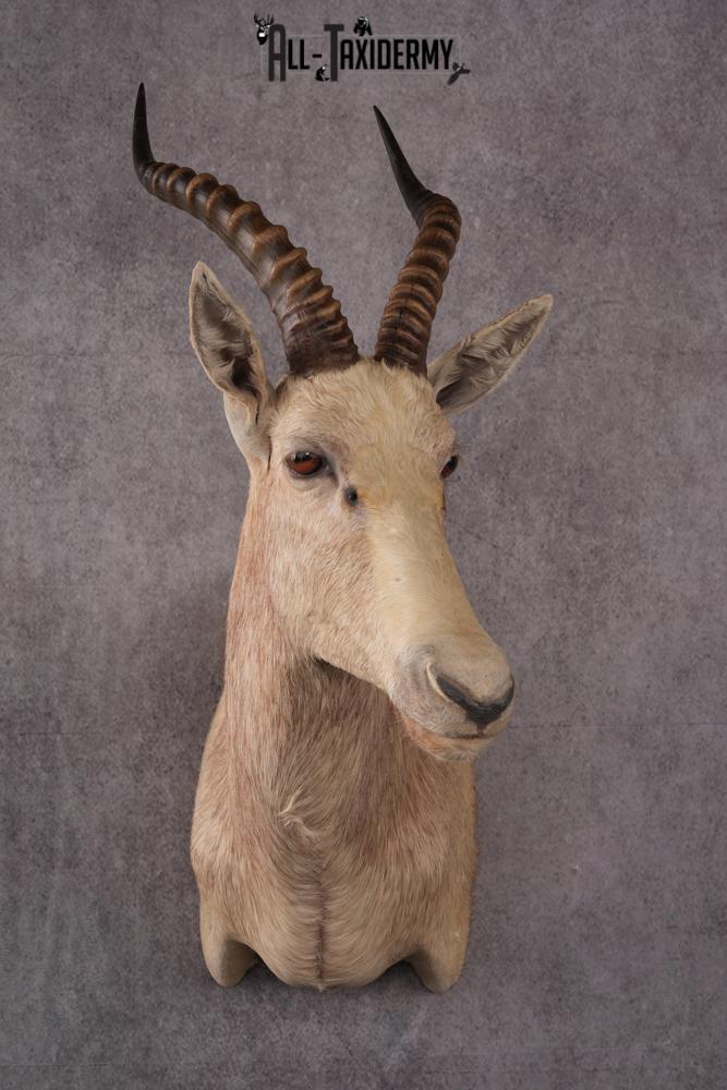 African White Blesbok taxidermy mount SKU 2555