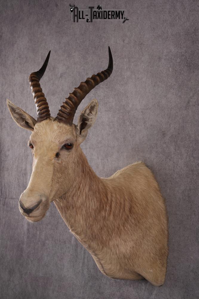 African White Blesbok taxidermy mount SKU 2555 - Image 8