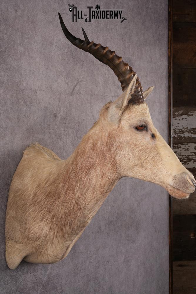 African White Blesbok taxidermy mount SKU 2555 - Image 7