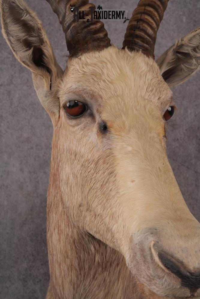 African White Blesbok taxidermy mount SKU 2555 - Image 6