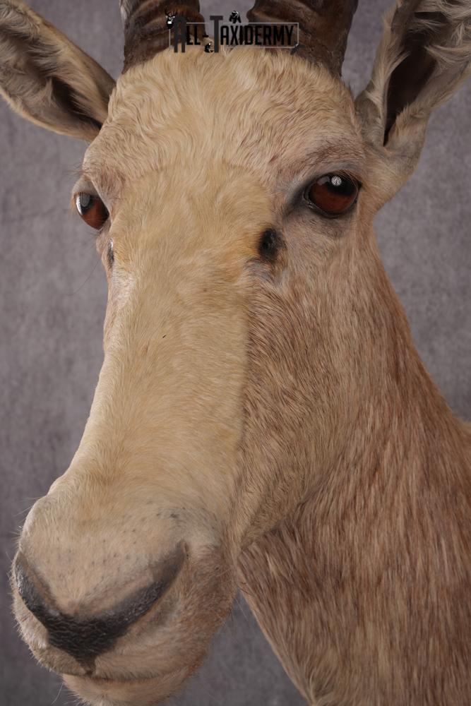 African White Blesbok taxidermy mount SKU 2555 - Image 5