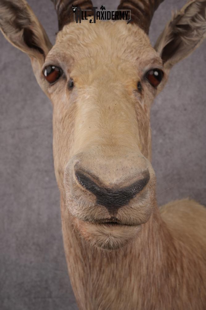 African White Blesbok taxidermy mount SKU 2555 - Image 4