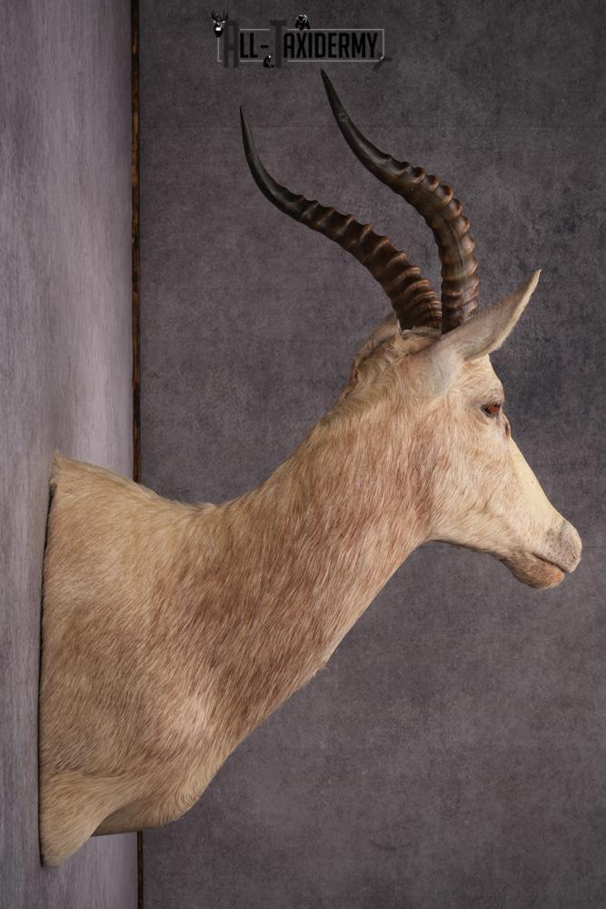African White Blesbok taxidermy mount SKU 2555 - Image 3