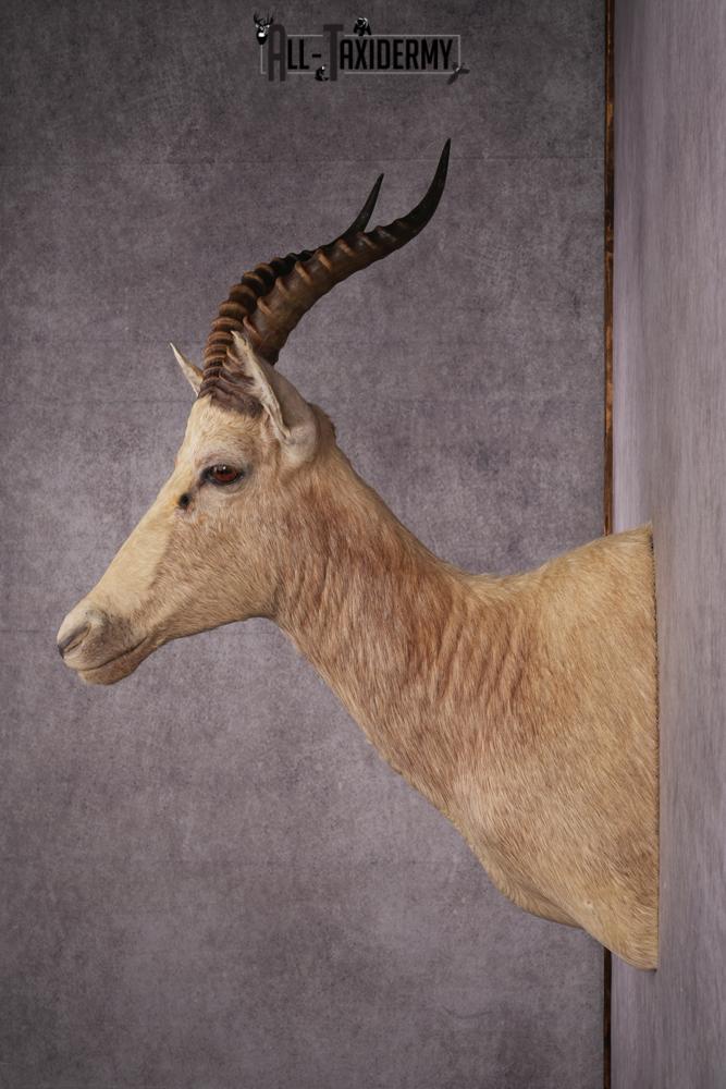 African White Blesbok taxidermy mount SKU 2555 - Image 2