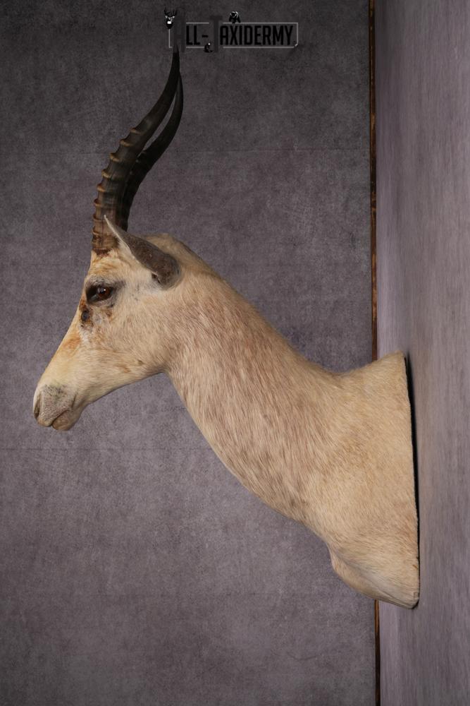 African White Blesbok taxidermy mount SKU 2557 - Image 8