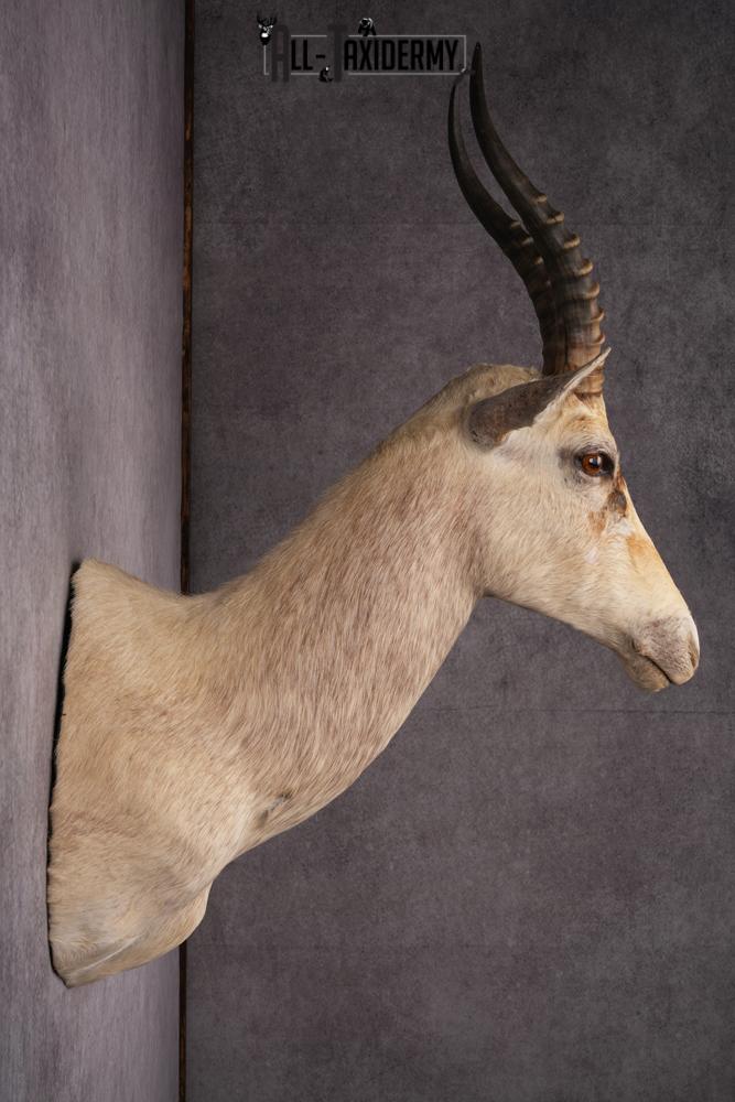African White Blesbok taxidermy mount SKU 2557 - Image 7