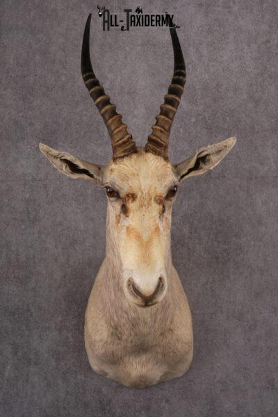 African White Blesbok taxidermy mount SKU 2557