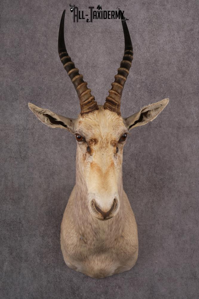 African White Blesbok taxidermy mount SKU 2557