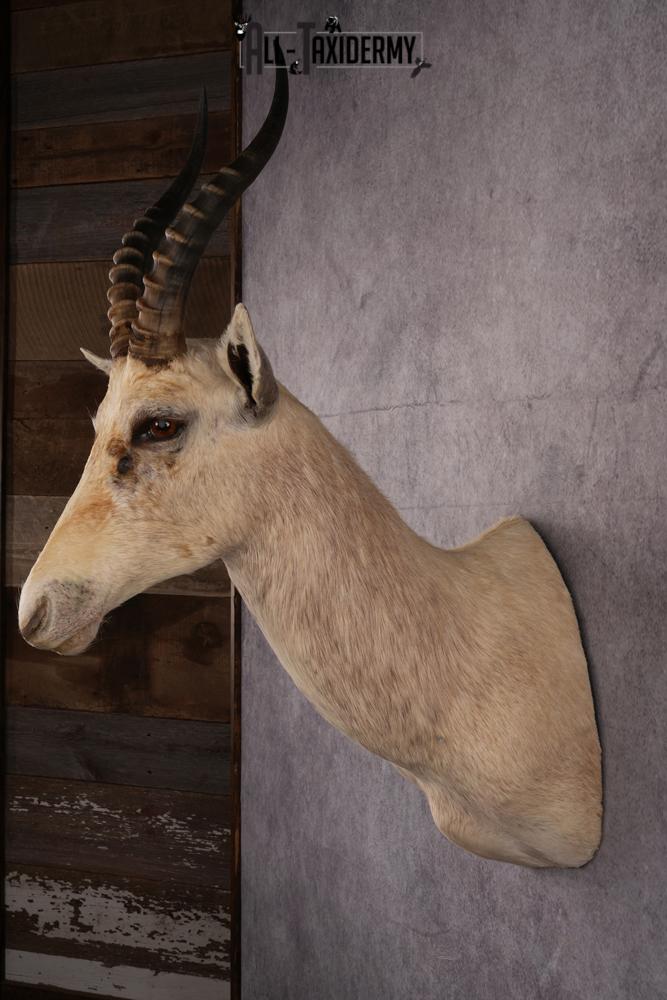 African White Blesbok taxidermy mount SKU 2557 - Image 6