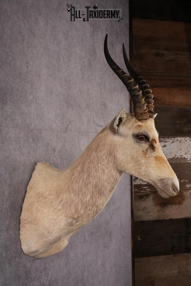 African White Blesbok taxidermy mount SKU 2557 - Image 5