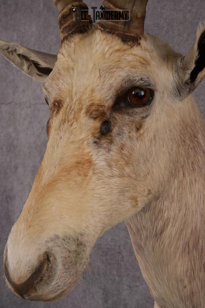 African White Blesbok taxidermy mount SKU 2557 - Image 3