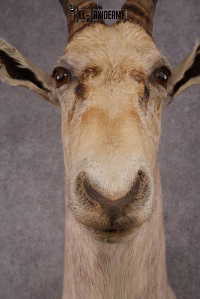 African White Blesbok taxidermy mount SKU 2557 - Image 2