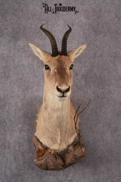 African Tibetan Gazelle taxidermy mount SKU 2559