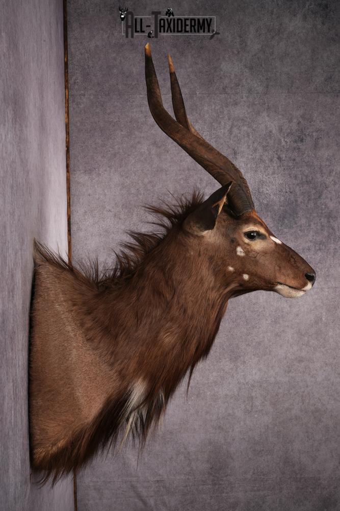 African Nyala taxidermy mount SKU 2561 - Image 8