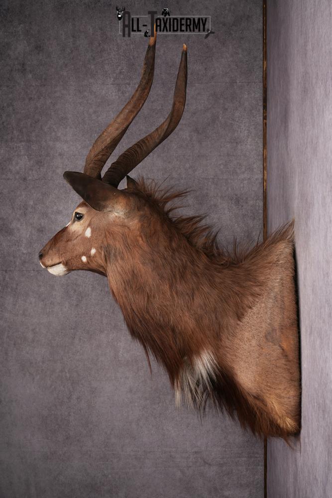 African Nyala taxidermy mount SKU 2561 - Image 7