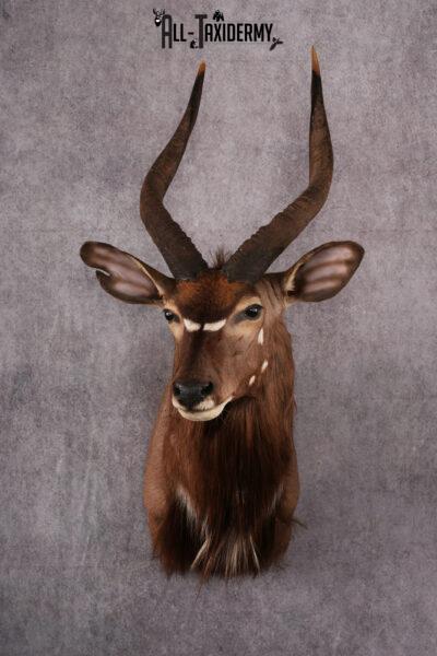 African Nyala taxidermy mount SKU 2561