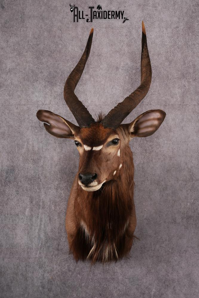 African Nyala taxidermy mount SKU 2561