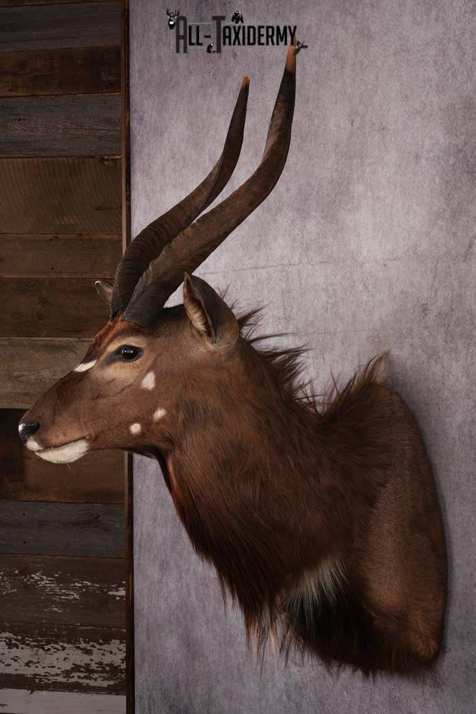 African Nyala taxidermy mount SKU 2561 - Image 6