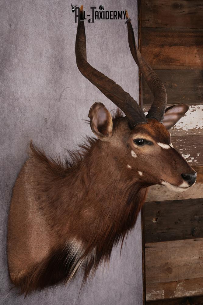 African Nyala taxidermy mount SKU 2561 - Image 5