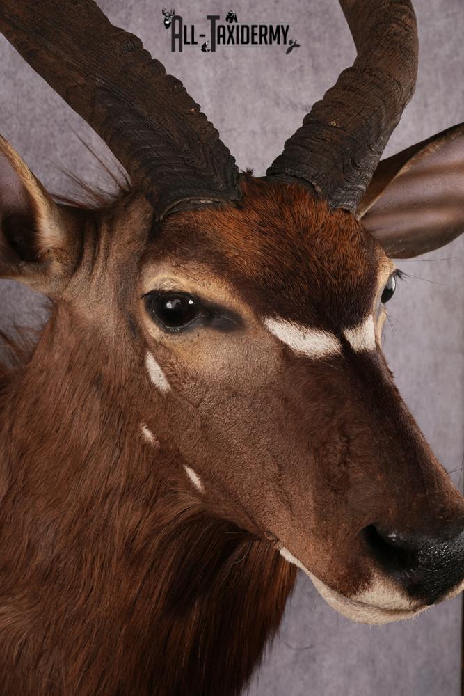 African Nyala taxidermy mount SKU 2561 - Image 4