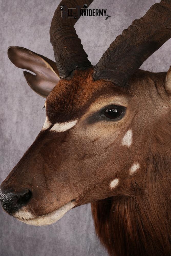 African Nyala taxidermy mount SKU 2561 - Image 3