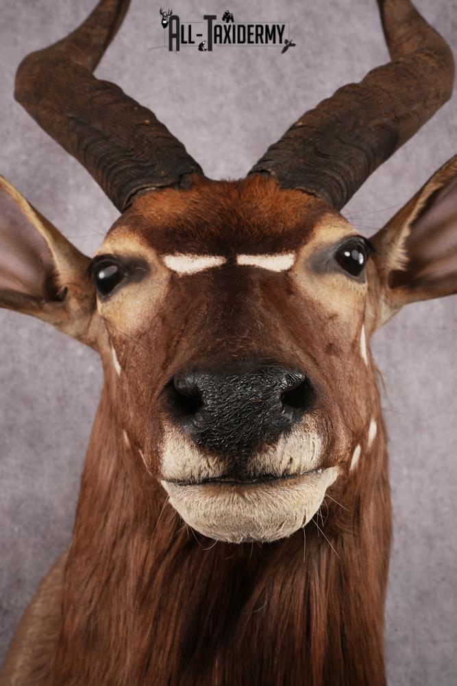 African Nyala taxidermy mount SKU 2561 - Image 2