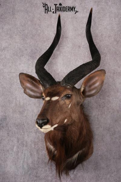 African Nyala taxidermy mount SKU 2560