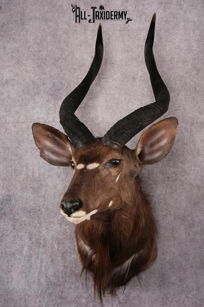 African Nyala taxidermy mount SKU 2560