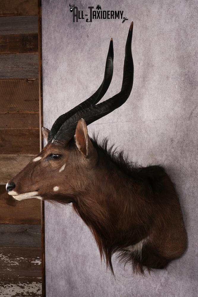 African Nyala taxidermy mount SKU 2560 - Image 2