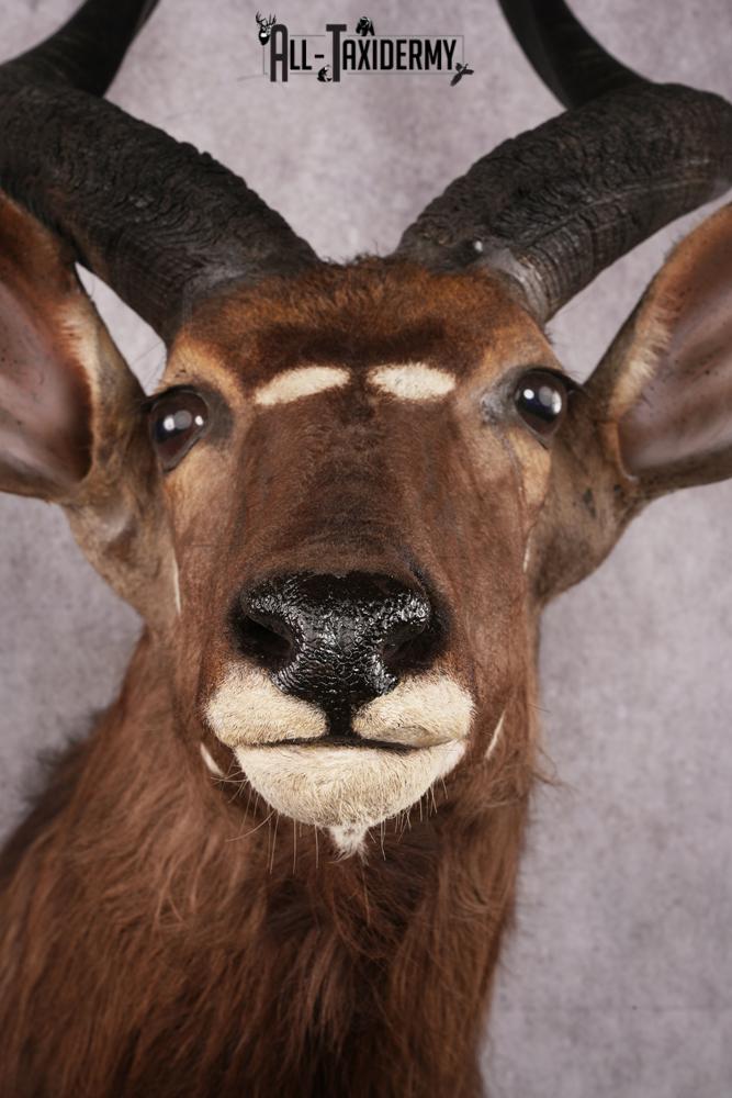 African Nyala taxidermy mount SKU 2560 - Image 5