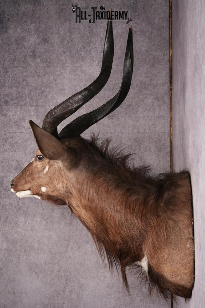African Nyala taxidermy mount SKU 2560 - Image 4