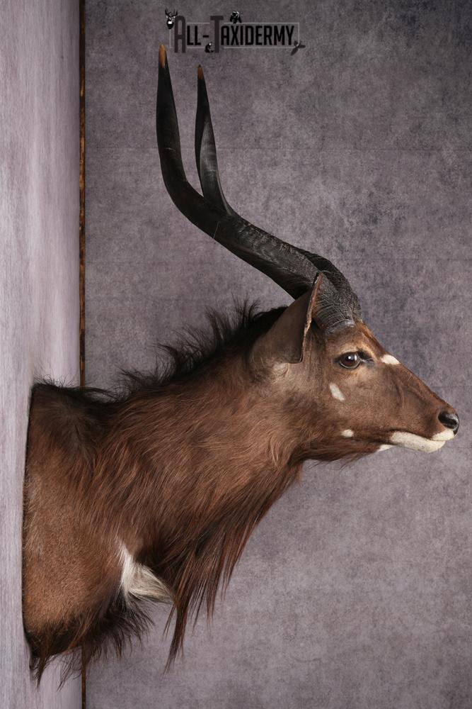 African Nyala taxidermy mount SKU 2560 - Image 3