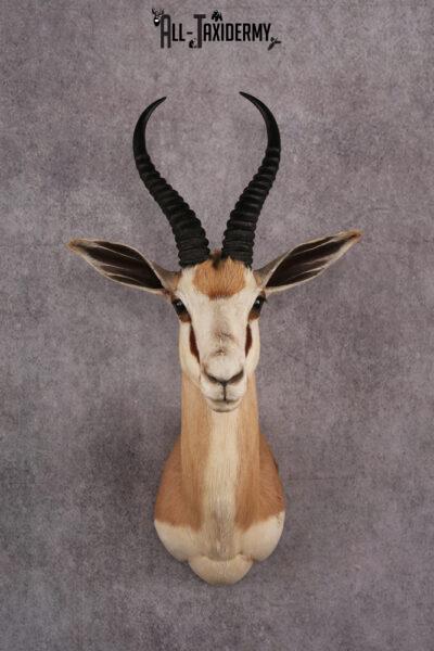 African Springbok taxidermy mount SKU 2538