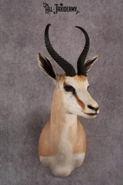 African Springbok taxidermy mount SKU 2531